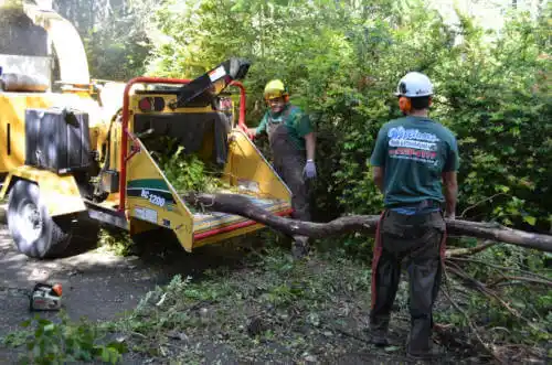 tree services Arcade